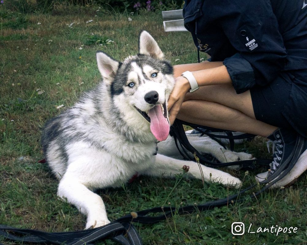 Buzz - Chien Husky Sibérien x Malamute de l'Alaska à adopter