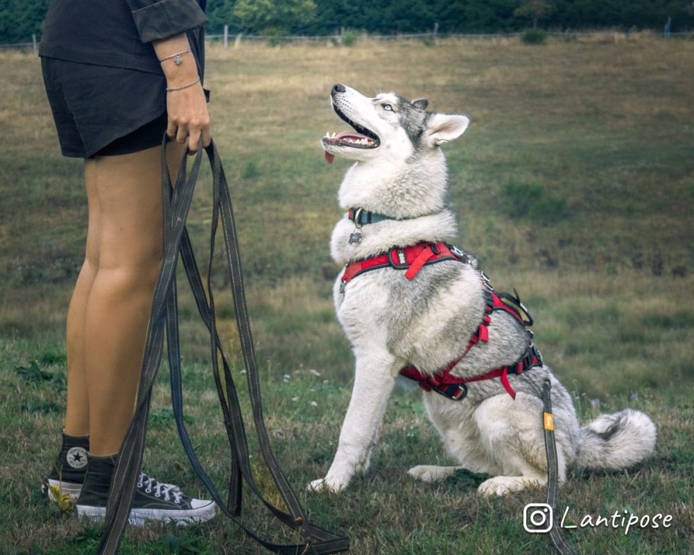 Buzz - Chien Husky Sibérien x Malamute de l'Alaska à adopter - photo 4