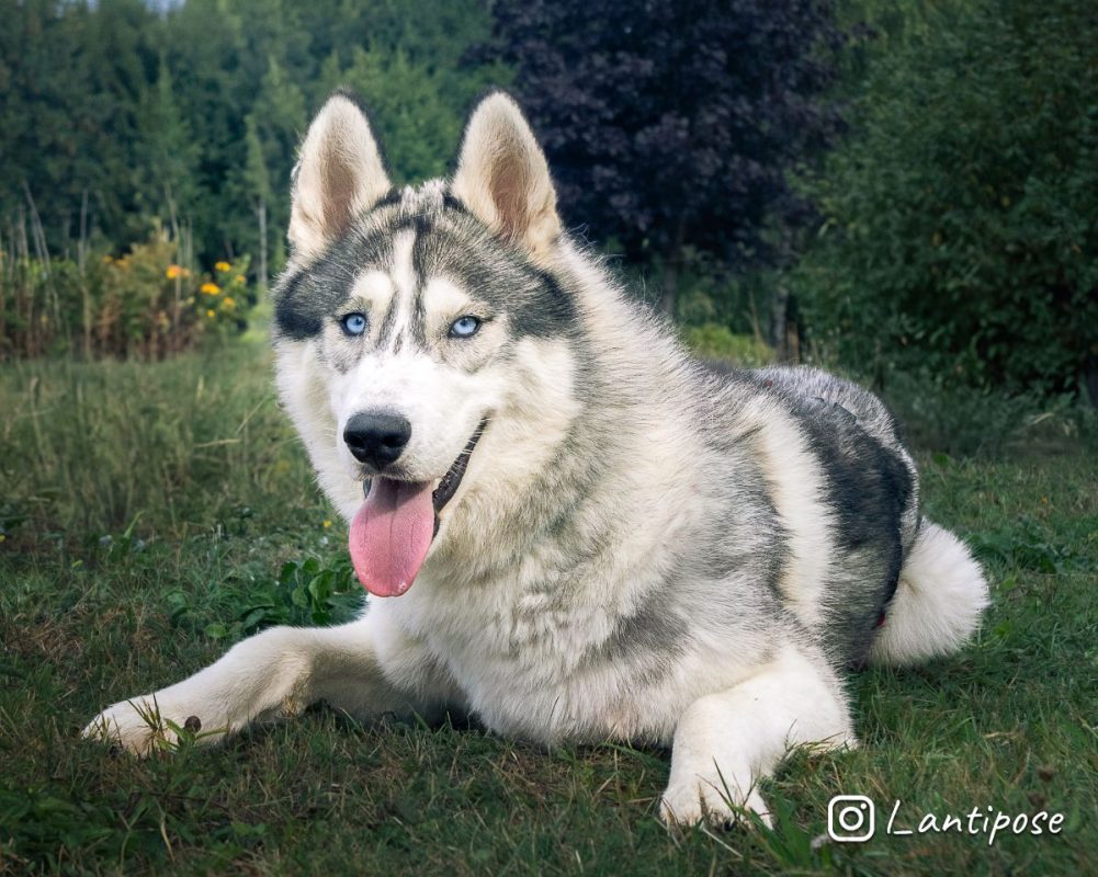 Buzz - Chien Husky Sibérien x Malamute de l'Alaska à adopter - photo 3