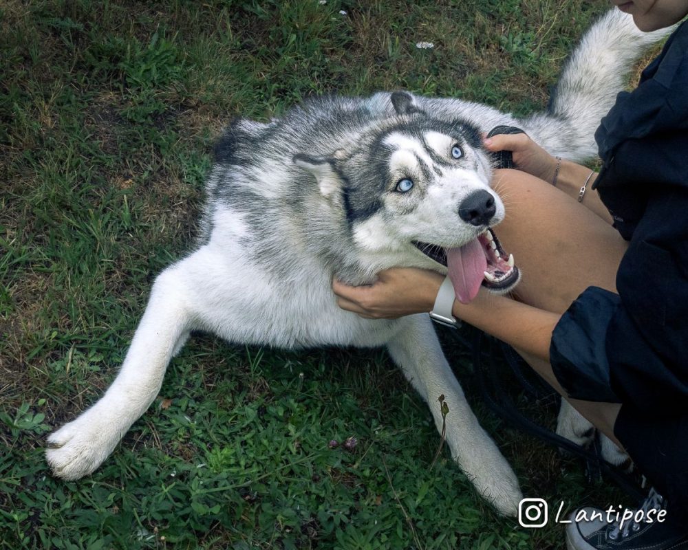 Buzz - Chien Husky Sibérien x Malamute de l'Alaska à adopter - photo 2