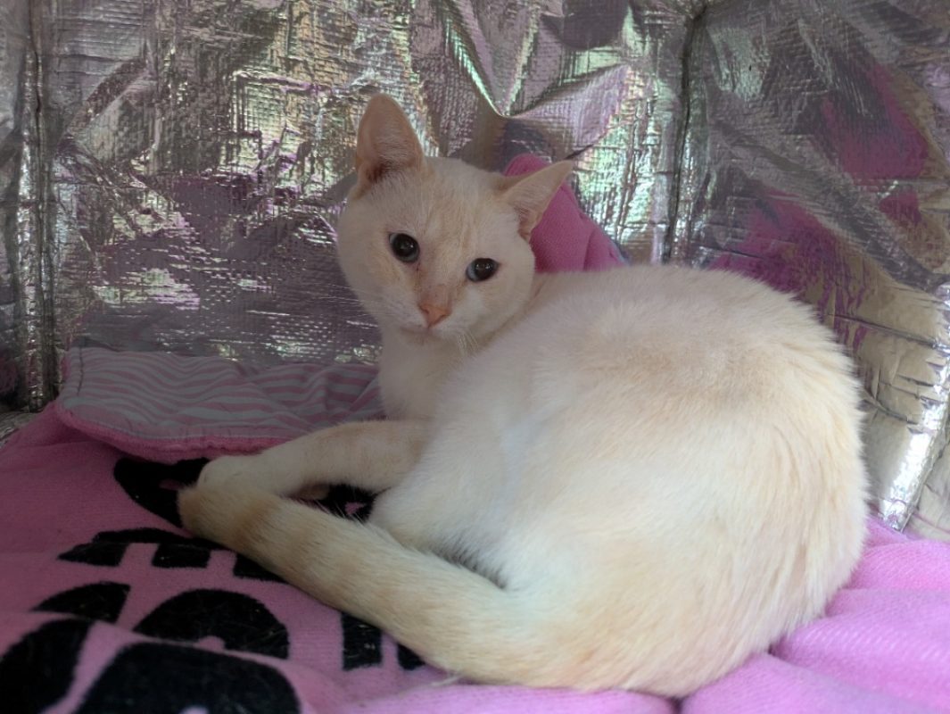 Snow - Chat à adopter