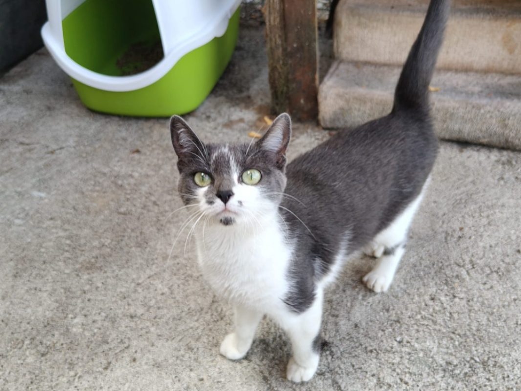 Ari'i - Chat Européen à adopter