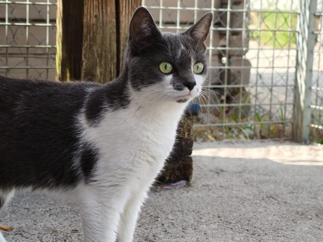 Ari'i - Chat Européen à adopter - photo 2