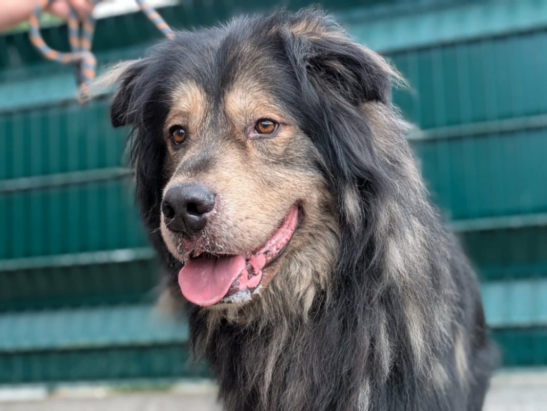 Thor - Chien Terre Neuve à adopter