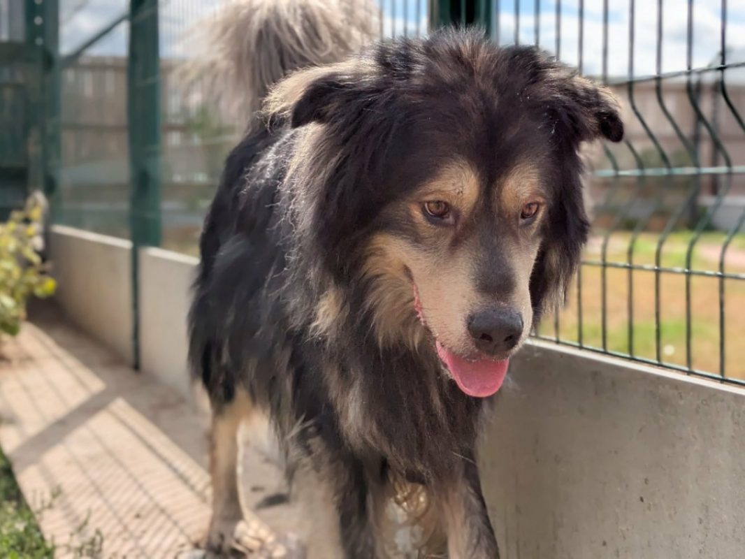 Thor - Chien Terre Neuve à adopter - photo 2