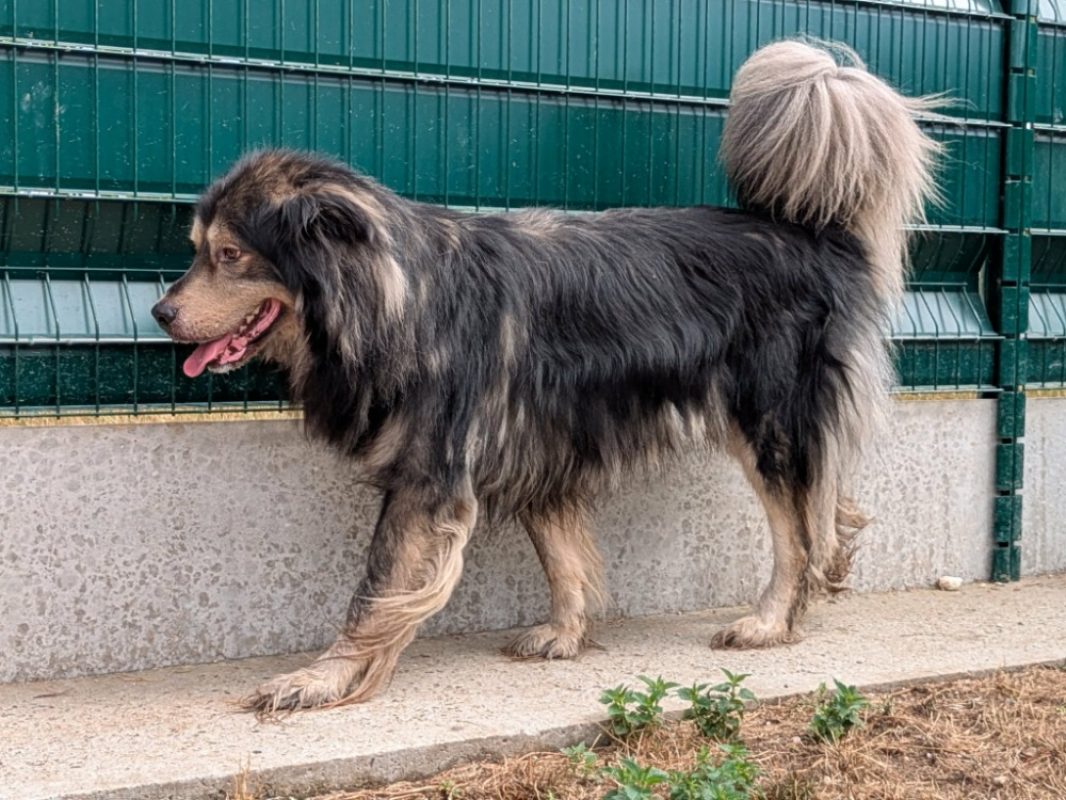 Thor - Chien Terre Neuve à adopter - photo 3