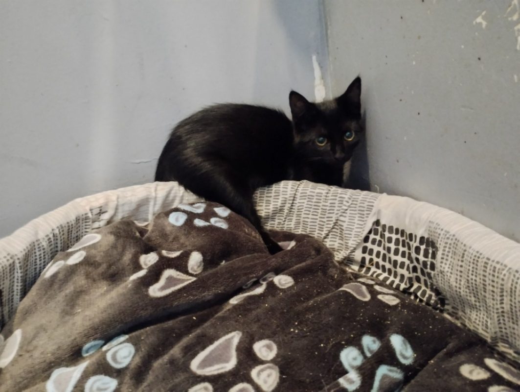 Chucky - Chat Européen à adopter
