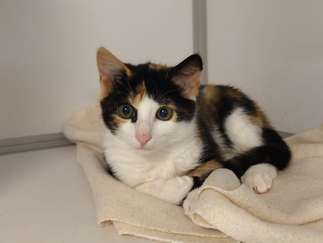 Venus - Chat Européen à adopter