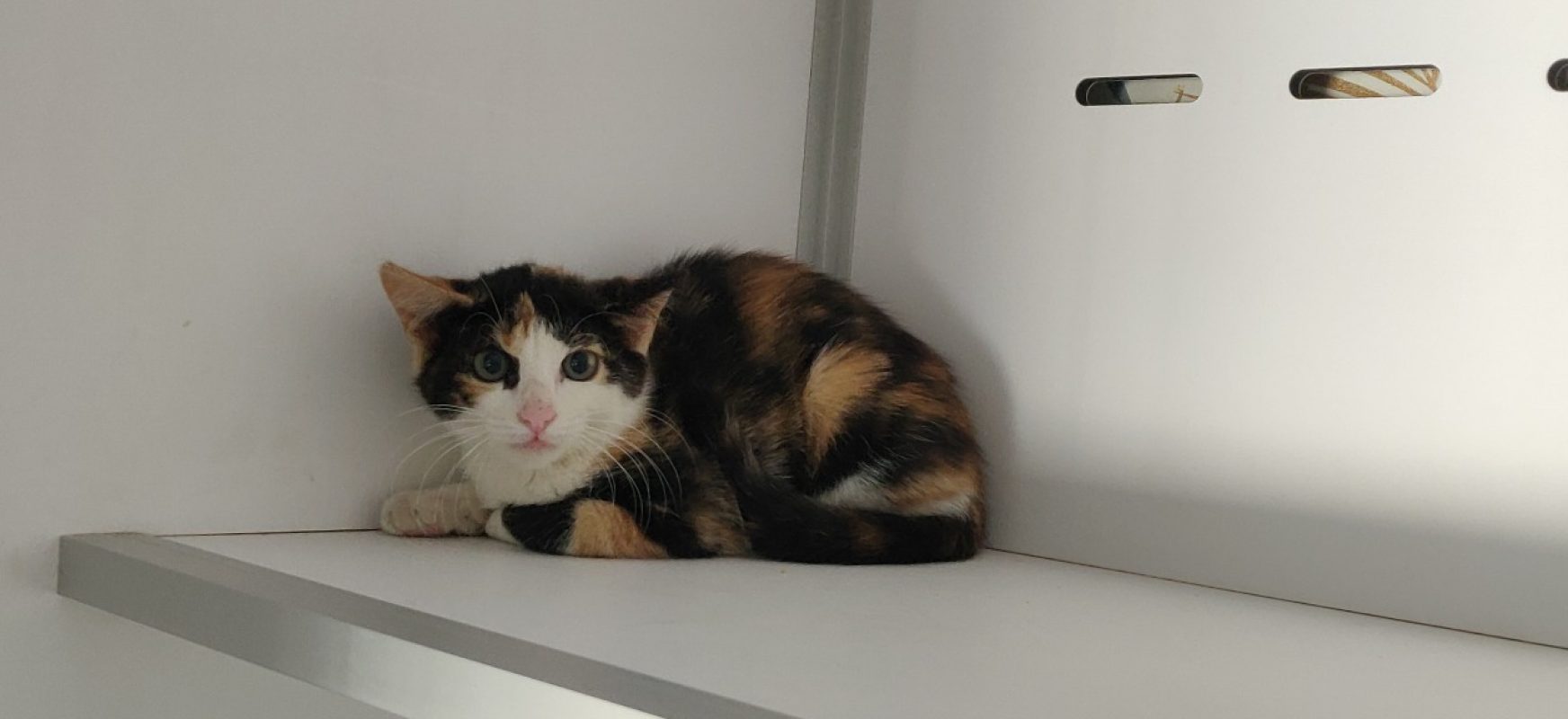 Venus - Chat Européen à adopter - photo 2