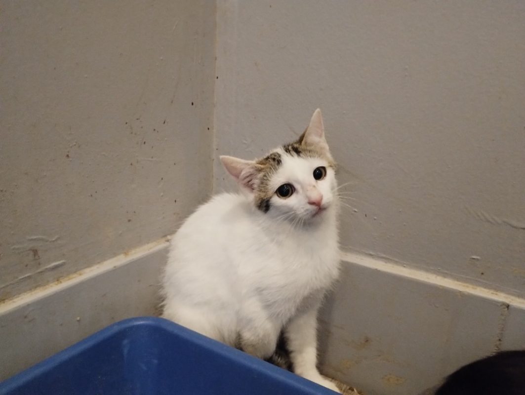 Salem - Chat Européen à adopter