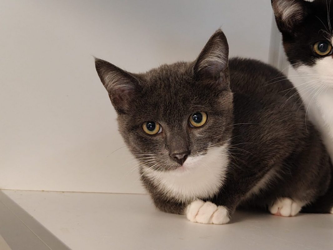 Oslo - Chat Européen à adopter
