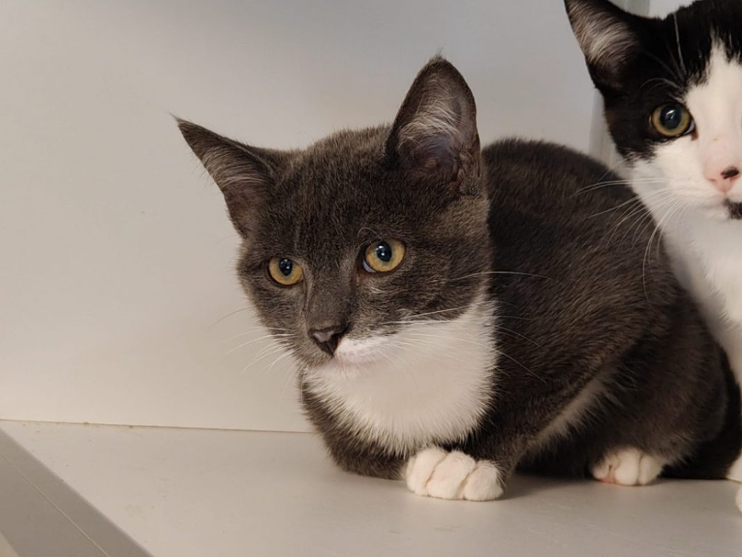Oslo - Chat Européen à adopter - photo 2