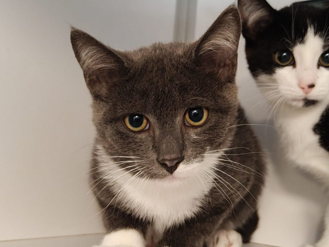 Oslo - Chat Européen à adopter - photo 3