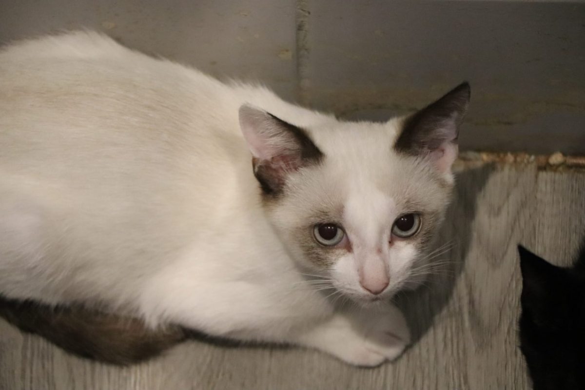 Valak - Chat Européen à adopter