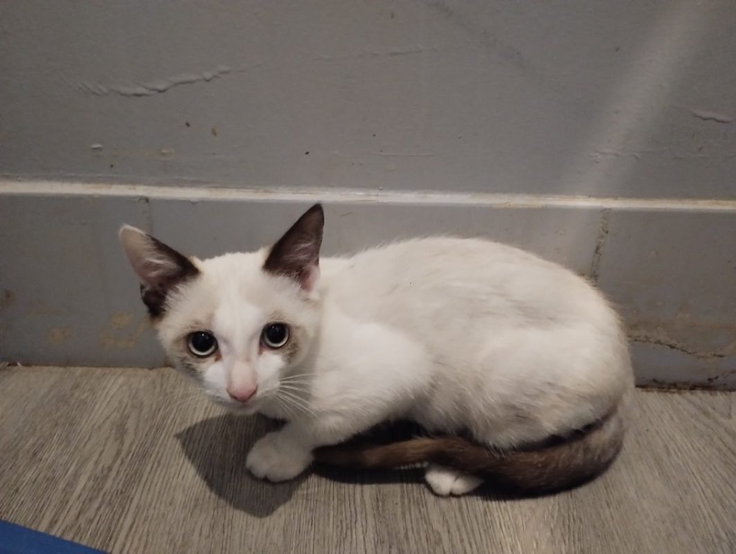 Valak - Chat Européen à adopter - photo 2