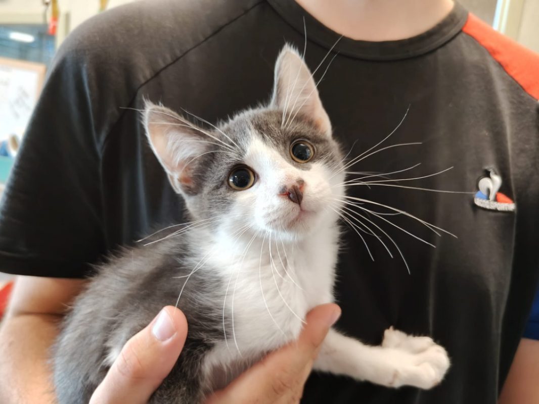 Globule - Chat Européen à adopter