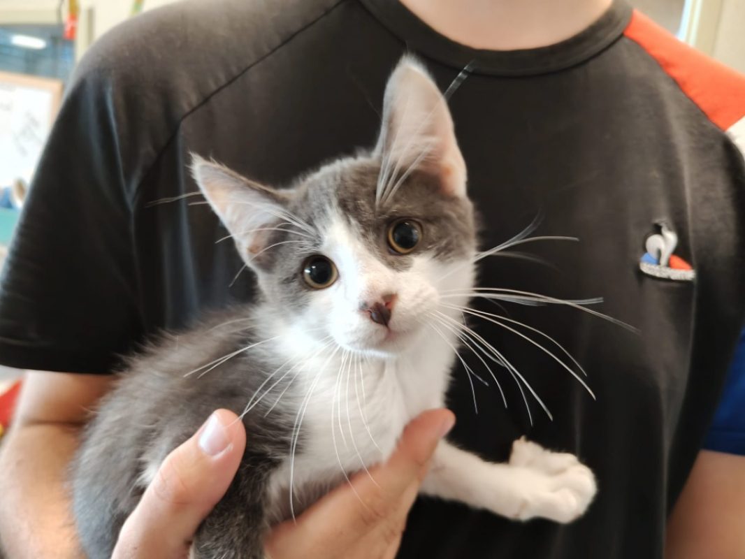 Globule - Chat Européen à adopter - photo 2