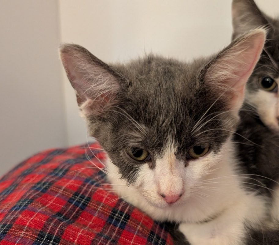 Galaxie - Chat Européen à adopter