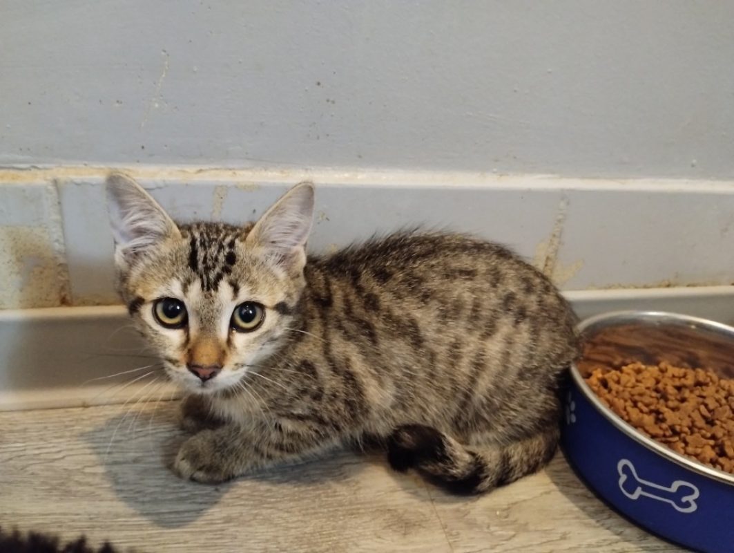 Lestat - Chat Européen à adopter