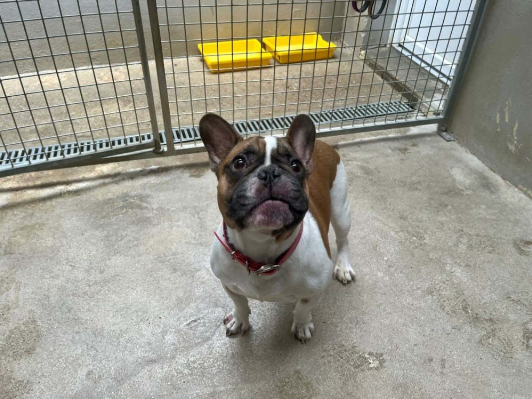 Taïtaï - Chien Bouledogue Français à adopter
