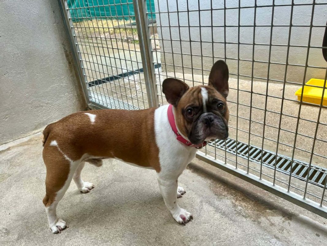 Taïtaï - Chien Bouledogue Français à adopter - photo 2