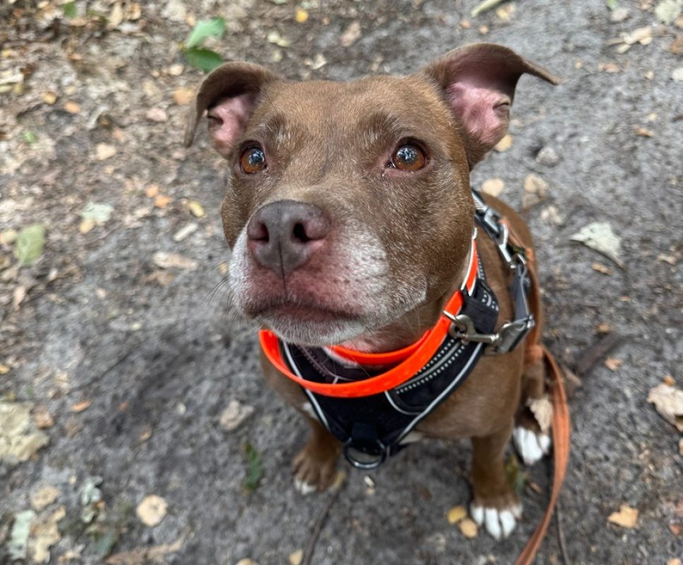Praline - Chien à adopter
