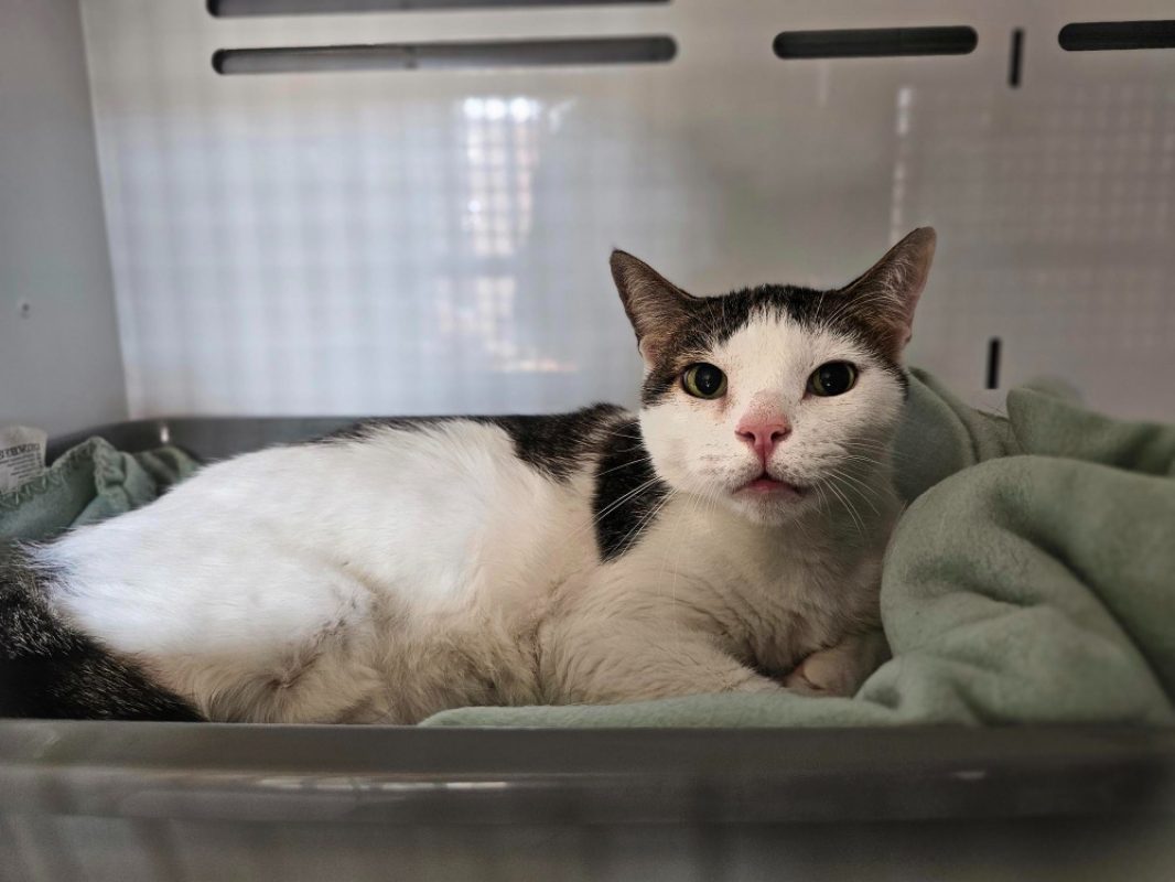 Meringue - Chat Européen à adopter