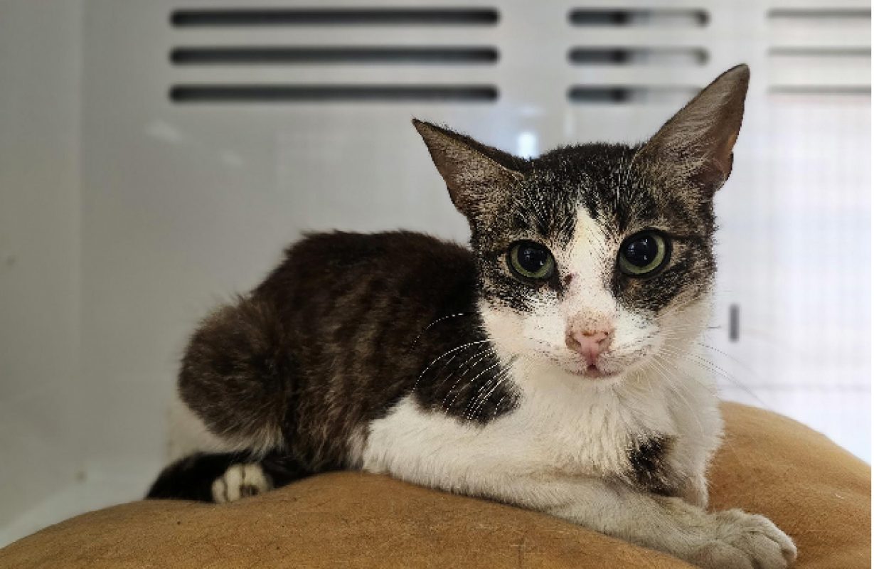 Bastaro - Chat Européen à adopter