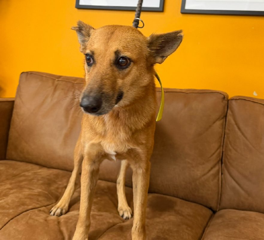 Fara - Chien Berger à adopter