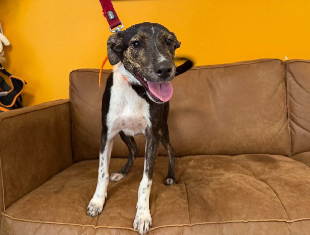 Ani - Chien Berger à adopter