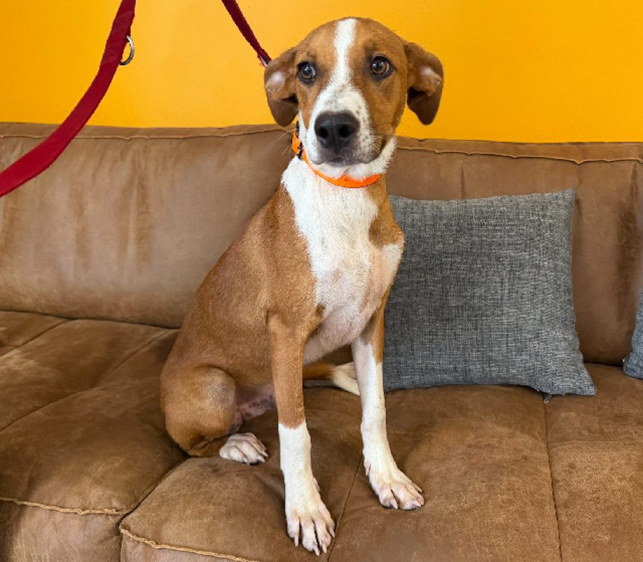 Santos - Chien Berger à adopter