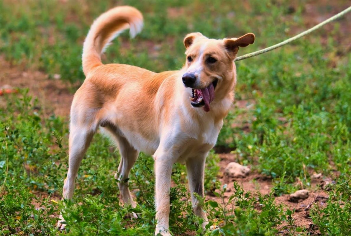 Giulio - Chien à adopter