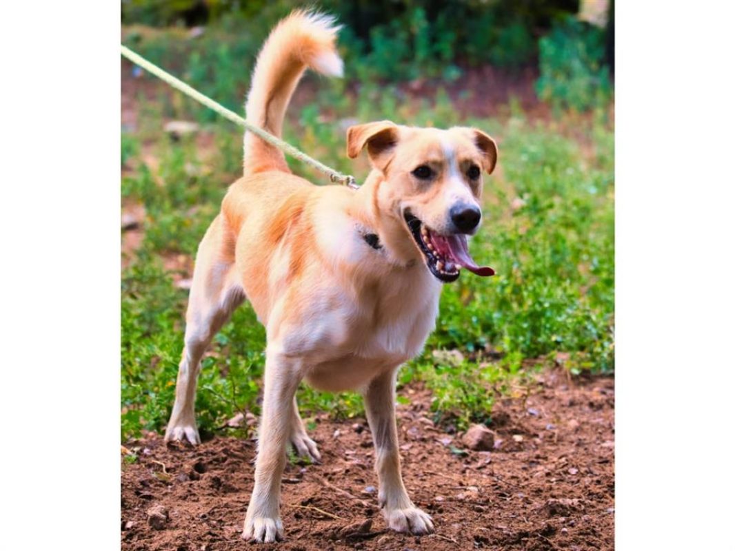 Giulio - Chien à adopter - photo 2