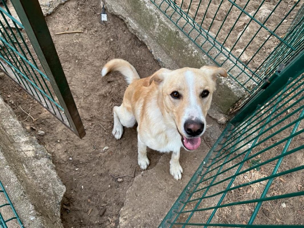 Giulio - Chien à adopter - photo 3