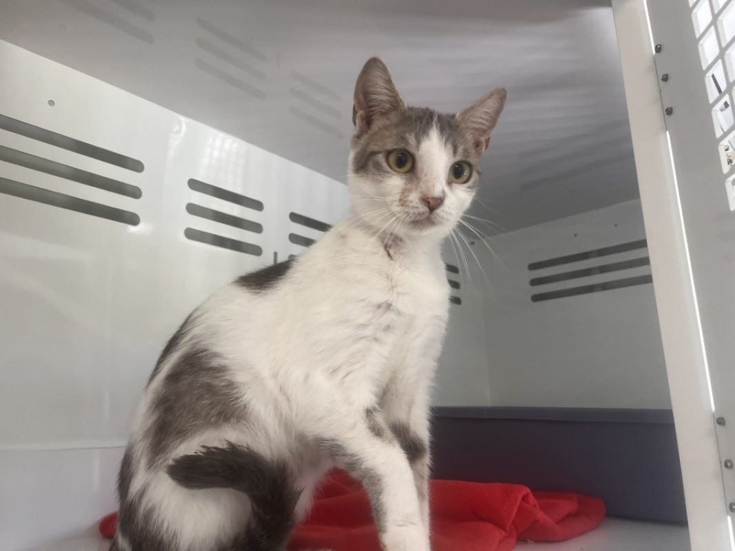Papillotte - Chat Européen à adopter