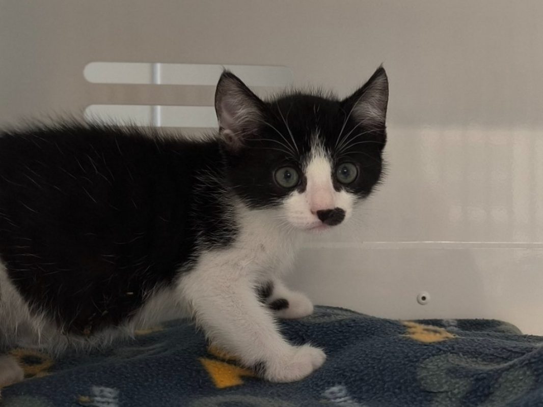 Perlin - Chat Européen à adopter