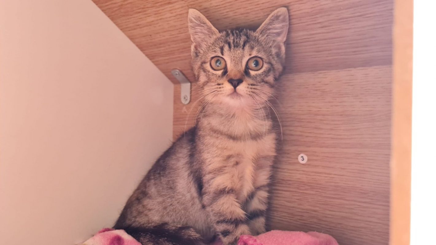 Bria - Chat Européen à adopter