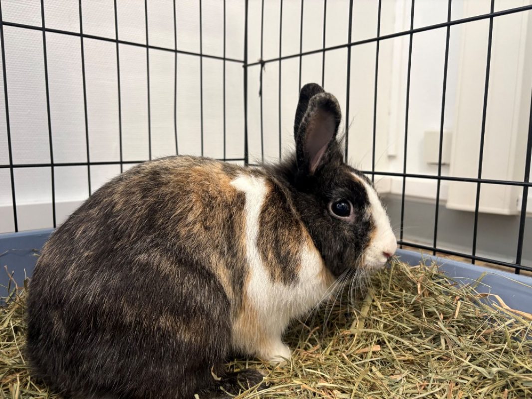 Plumette - Rongeur Lapin à adopter