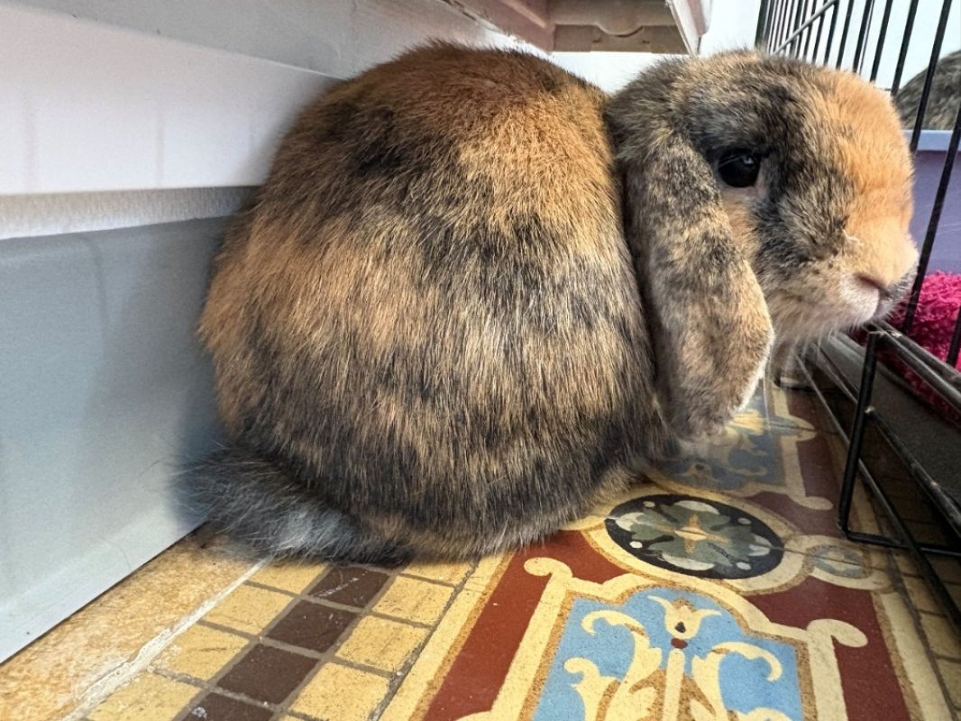 Cookies - Rongeur Lapin à adopter