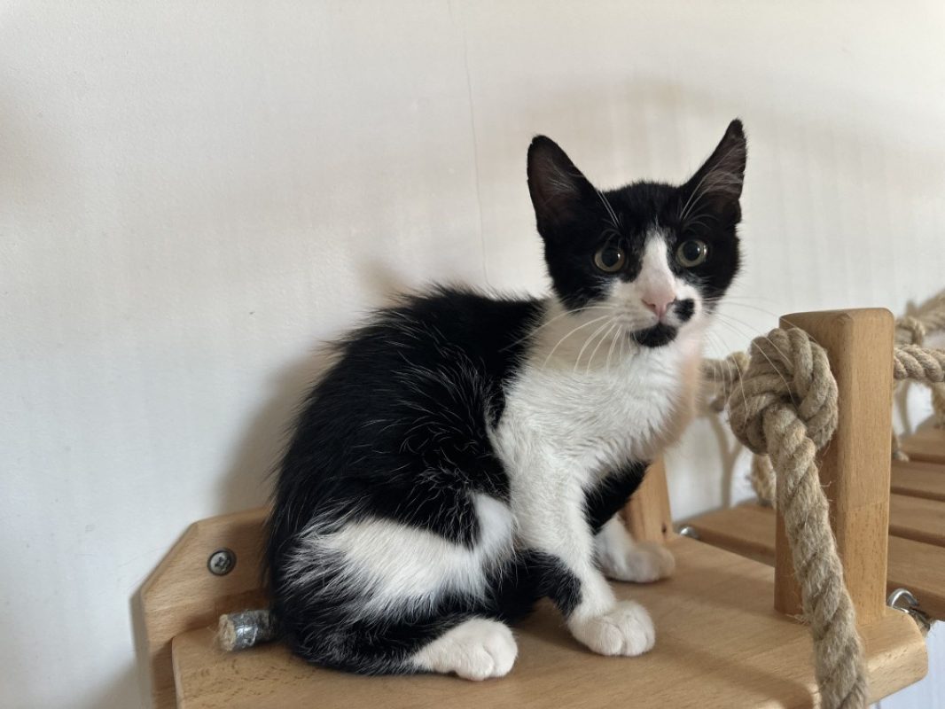 Bramy - Chat Européen à adopter