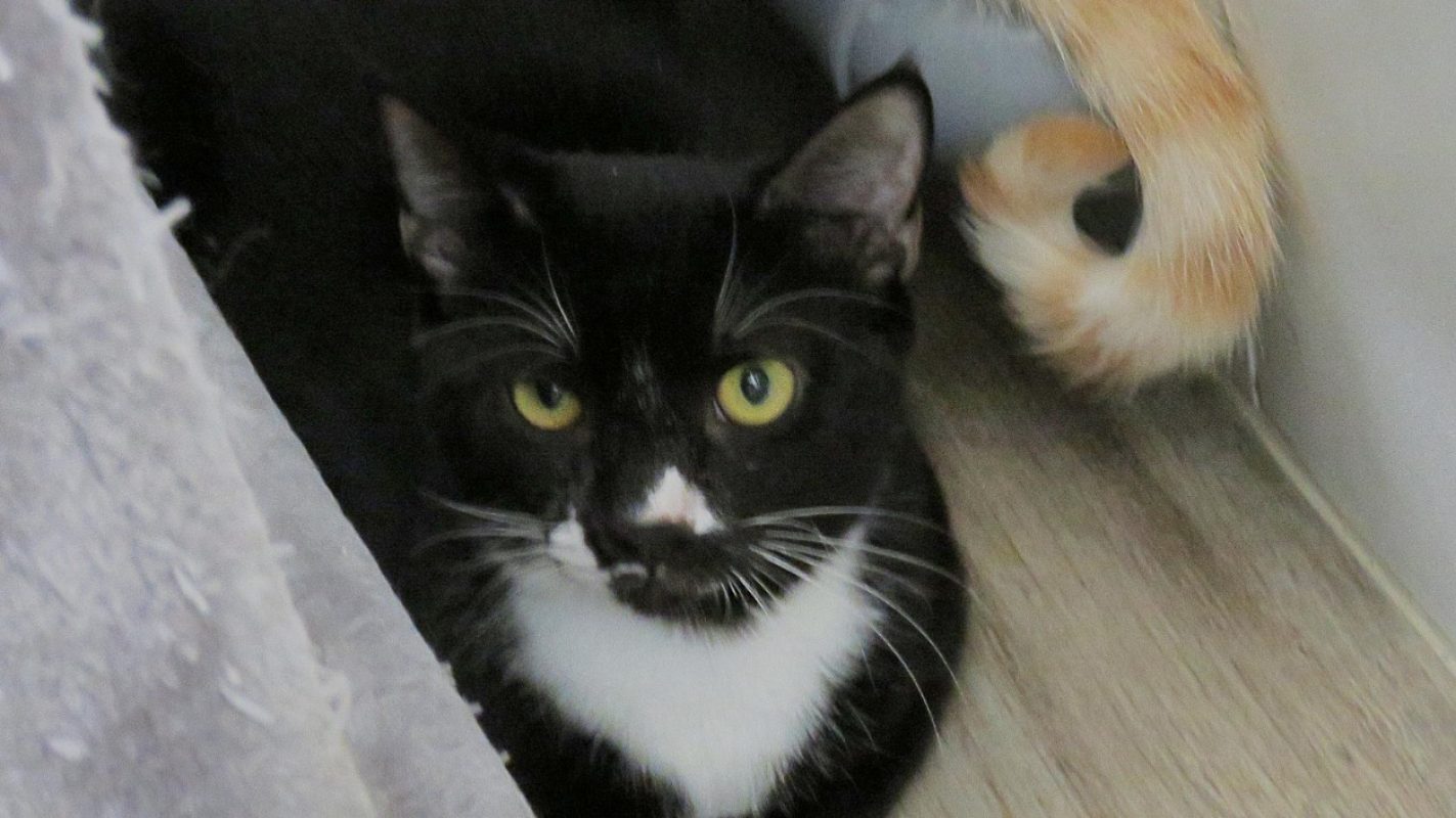 Mikado - Chat Européen à adopter
