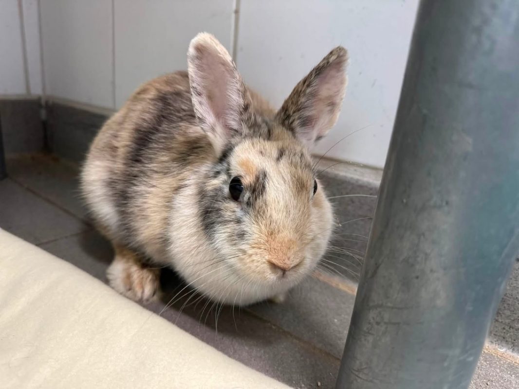 Tulipe - Rongeur Lapin à adopter