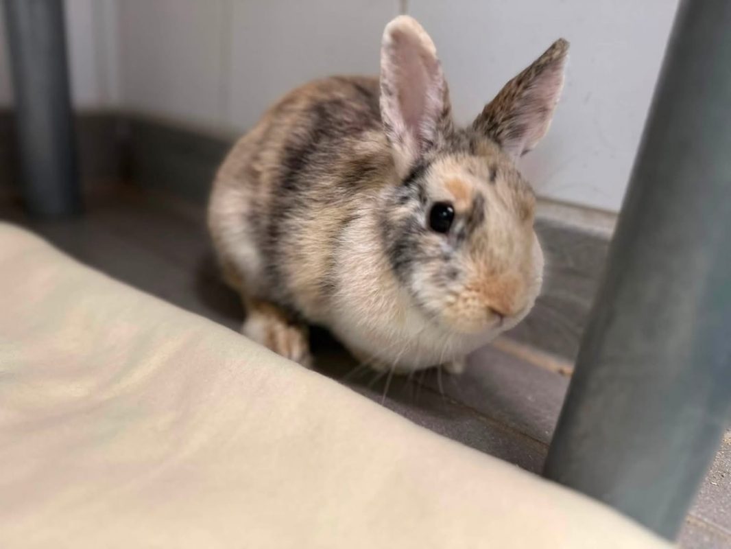 Tulipe - Rongeur Lapin à adopter - photo 2