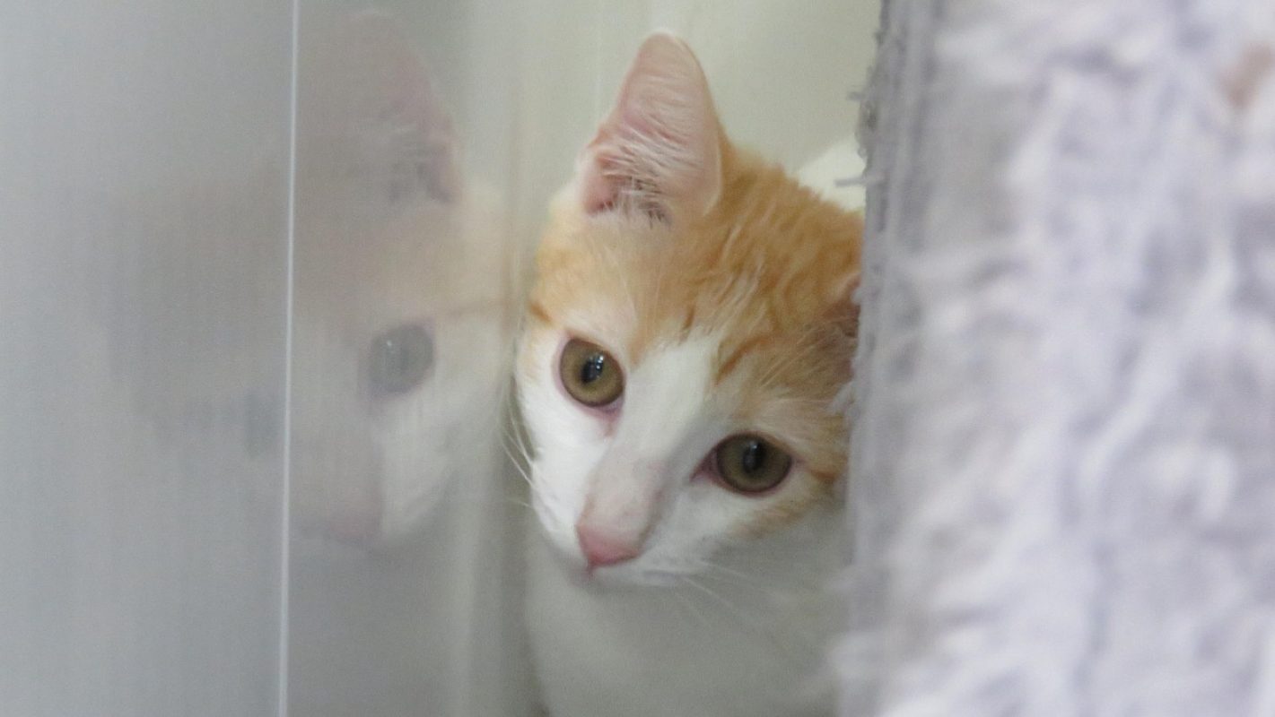 Nayla - Chat Européen à adopter