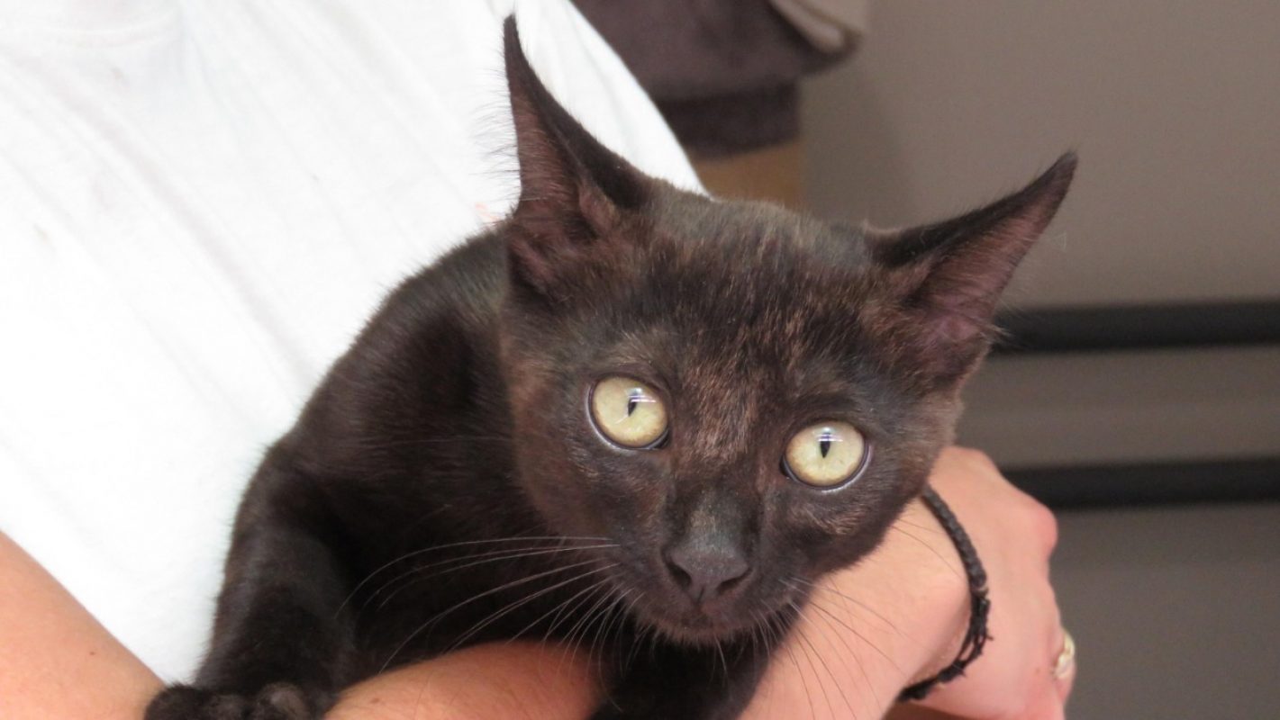 Kypyk - Chat Européen à adopter - photo 2