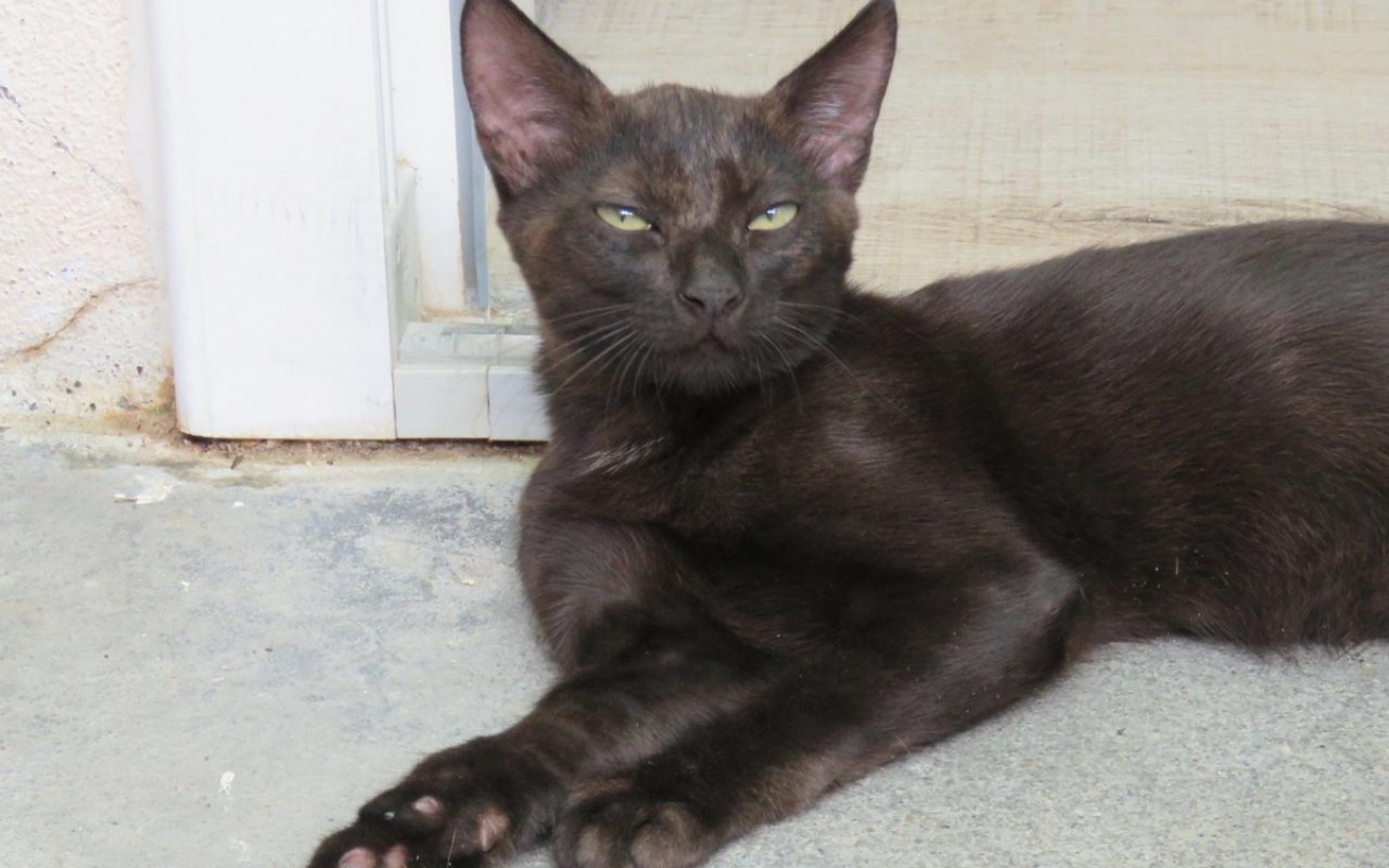 Kypyk - Chat Européen à adopter - photo 3