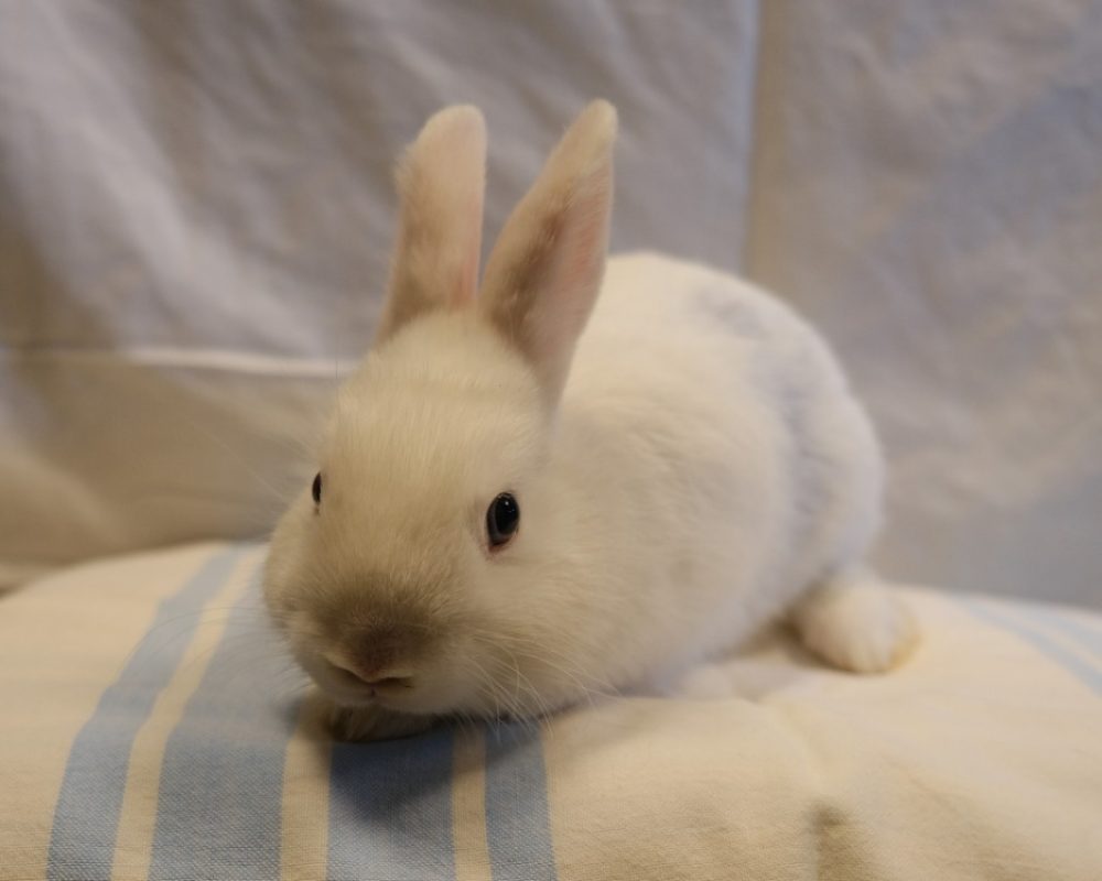 Galaxie - Rongeur Lapin à adopter