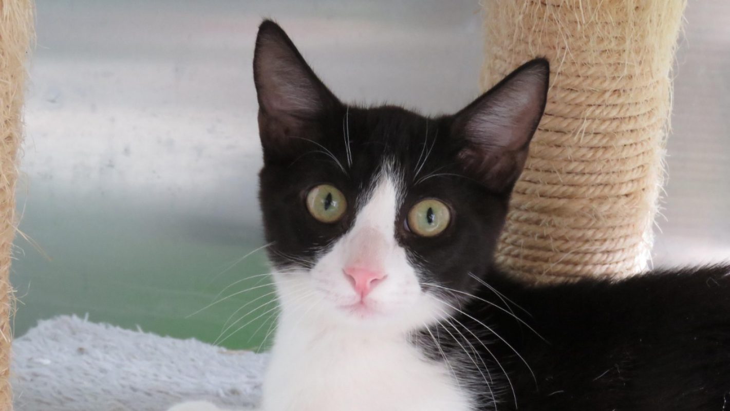 Kypyko - Chat Européen à adopter