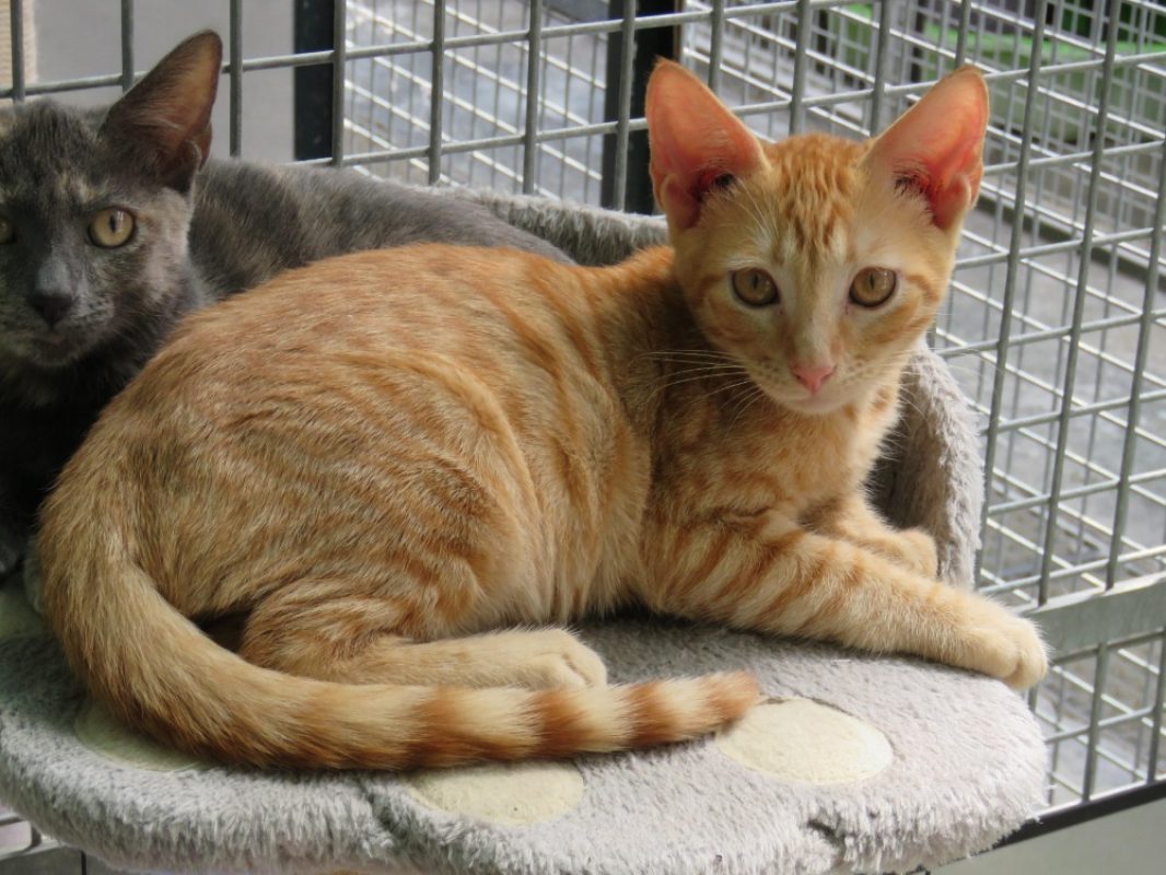 Suko - Chat Européen à adopter