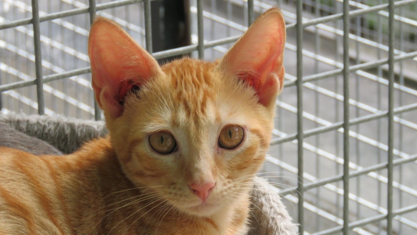 Suko - Chat Européen à adopter - photo 2